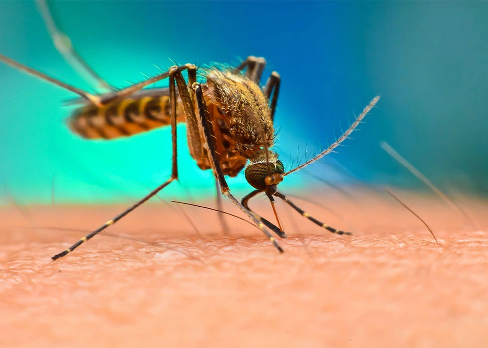 Malaria: Causes, Symptoms, Treatment, and Prevention