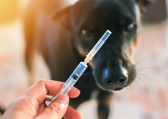 Rabies Disease: Symptoms, Causes, Treatment & Global Prevention Efforts