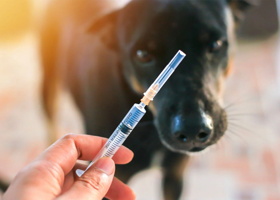 Rabies Disease: Symptoms, Causes, Treatment & Global Prevention Efforts